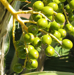 Pritchardia hillebrandii   - 