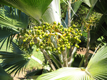 Pritchardia hillebrandii   - 