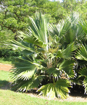 Pritchardia hillebrandii   - 