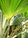 Pritchardia hillebrandii   - 