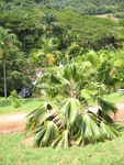 Pritchardia munroi   - 