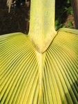 Pritchardia munroi   - 