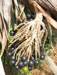 Pritchardia munroi   - 