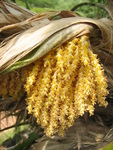 Pritchardia munroi   - 