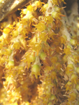 Pritchardia munroi   - 