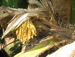 Pritchardia munroi   - 