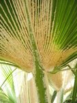 Pritchardia munroi   - 