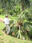 Pritchardia munroi   - 