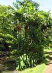 Ptychosperma macarthurii   - 