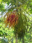 Ptychosperma macarthurii   - 