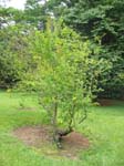 Punica granatum   - Habit