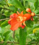 Punica granatum   - Open flower and buds