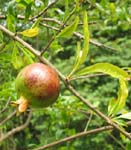 Punica granatum   - Unripe fruit