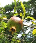 Punica granatum   - Unripe fruit