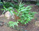 Renealmia alpina   - 