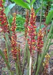 Renealmia alpina   - 