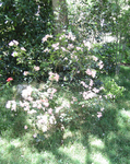 Mussaenda   'Queen Sirikit' - Habit of flowering plant