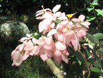 Mussaenda   'Queen Sirikit' - 