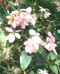 Mussaenda   'Queen Sirikit' - Flowering branches