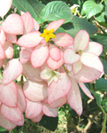 Mussaenda   'Queen Sirikit' - Inflorescence with open yellow flower