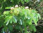 Samanea saman   - 