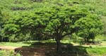 Samanea saman   - 