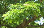 Samanea saman   - 