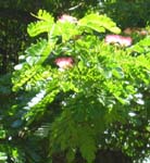 Samanea saman   - 