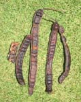 Samanea saman   - 