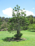 Sandoricum koetjape   - Habit