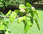 Sandoricum koetjape   - Fruiting branch