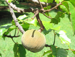 Sandoricum koetjape   - Fruit