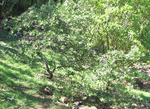 Santalum paniculatum   - habit, var. paniculatum
