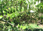 Santalum paniculatum   - flowering branches, var. paniculatum