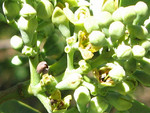 Santalum paniculatum   - detail of flowers and buds, var. paniculatum
