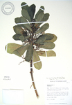 Scaevola taccada   - 