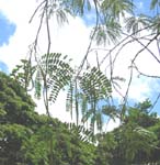 Sesbania grandiflora   - 