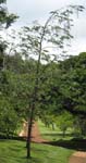 Sesbania grandiflora   - 
