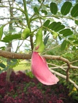 Sesbania grandiflora   - 