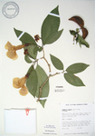 Stemmadenia litoralis   - 