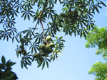 Sterculia foetida   - Fruiting branches