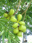 Sterculia foetida   - Unripe green fruit