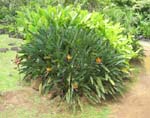 Strelitzia reginae   - 