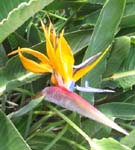 Strelitzia reginae   - Bird of paradise