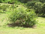 Strychnos madagascariensis   - 