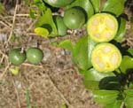 Strychnos madagascariensis   - 
