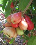 Syzygium malaccense   - 