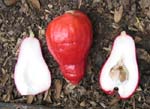 Syzygium malaccense   - 