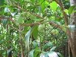 Syzygium malaccense   - 
