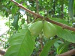 Syzygium malaccense   - 